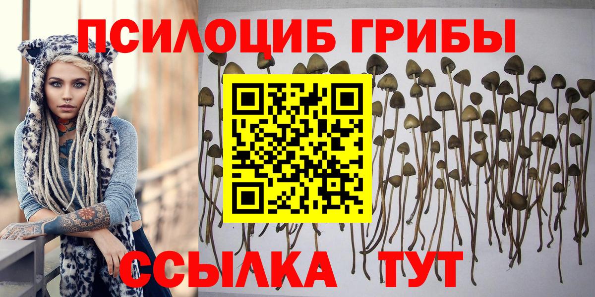 Галлюциногенные грибы прущие грибы Балтийск