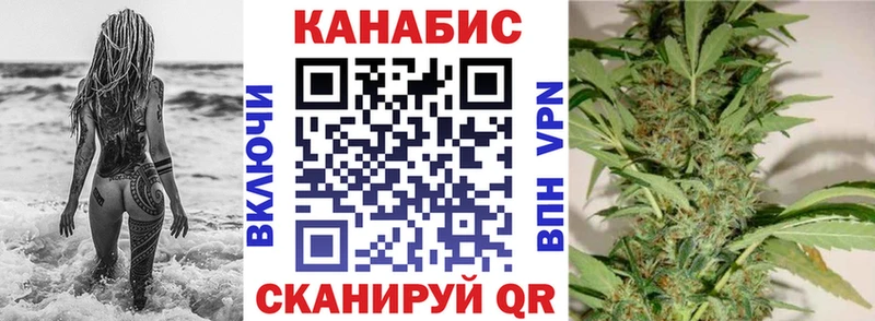 Конопля гибрид  Балтийск 
